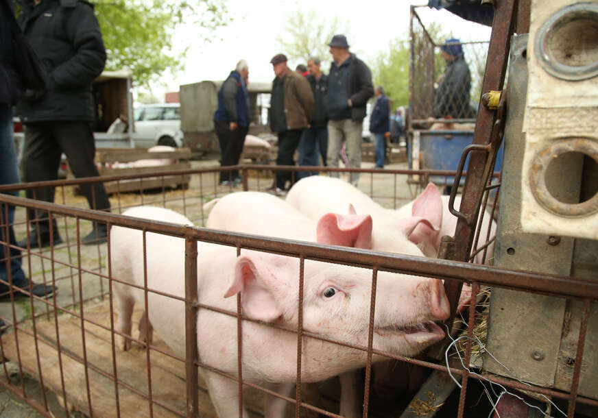 Pogledajte koliko TRENUTNO KOŠTAJU PRASIĆI, pravo pustošenje novčanika kreće za 7 dana