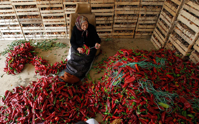 Proizvodnja paprika sve zastupljenija u Semberiji: Besplatan rasad roge za 43 poljoprivrednika