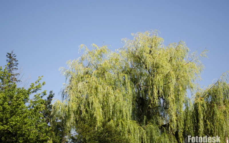 Danas i do 24 stepena celzijusova