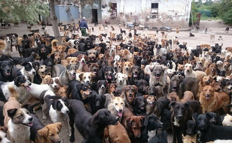 Saša Pešić brine o 800 spašenih pasa