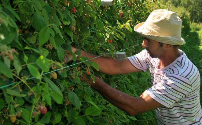 Sezonaca ni za lijeka, dnevnica u Semberiji 40 KM
