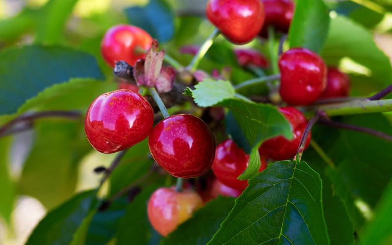 Posljednje kiše uništile rod trešnje u majevičkim selima Tutnjevac i Dragaljevac