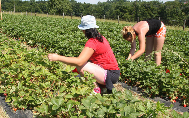 U maju obavljene 44 kontrole proizvodnje jagoda, pesticidi u dozvoljenim količinima