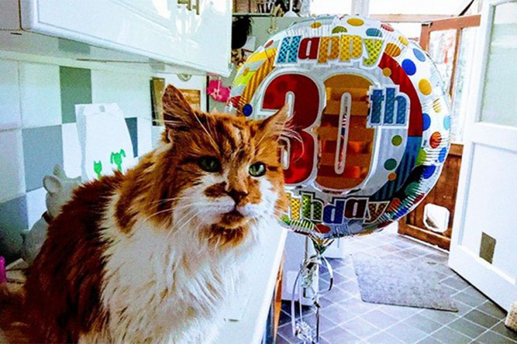 Najstarija mačka na svijetu proslavila 30. rođendan