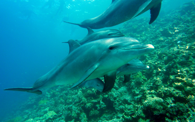 Osobina svojstvena samo ljudima: Delfini se međusobno dozivaju imenima