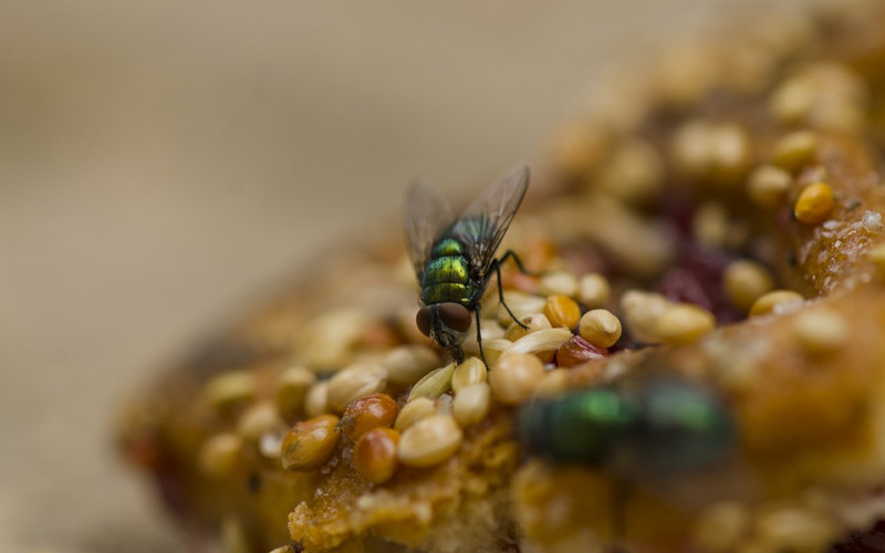 Najezda muva u Bijeljini