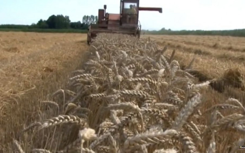 Loša godina za pšenicu