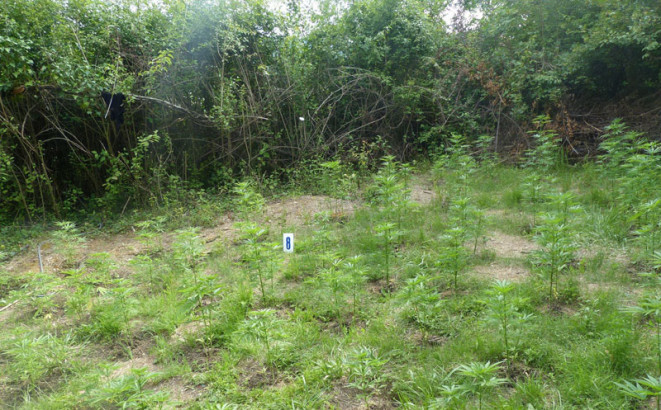 Uhapšen dok je zalivao “travu”