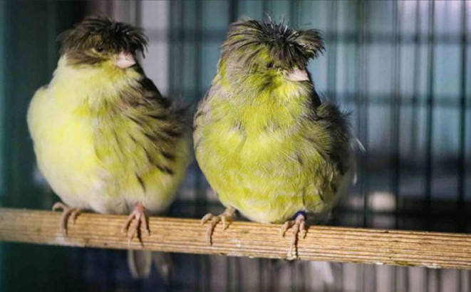 Uzgoj ptica u BiH pred gašenjem