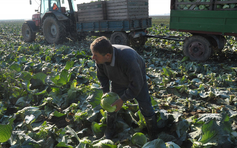 Osnovano Udruženje „Bijeljinski kupus”