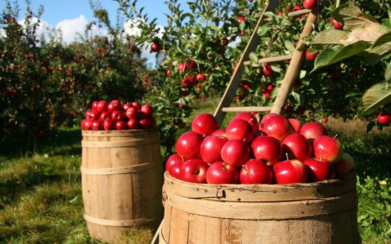 Bosna i Hercegovina u Rusiju izvezla 300 tona novog roda jabuka