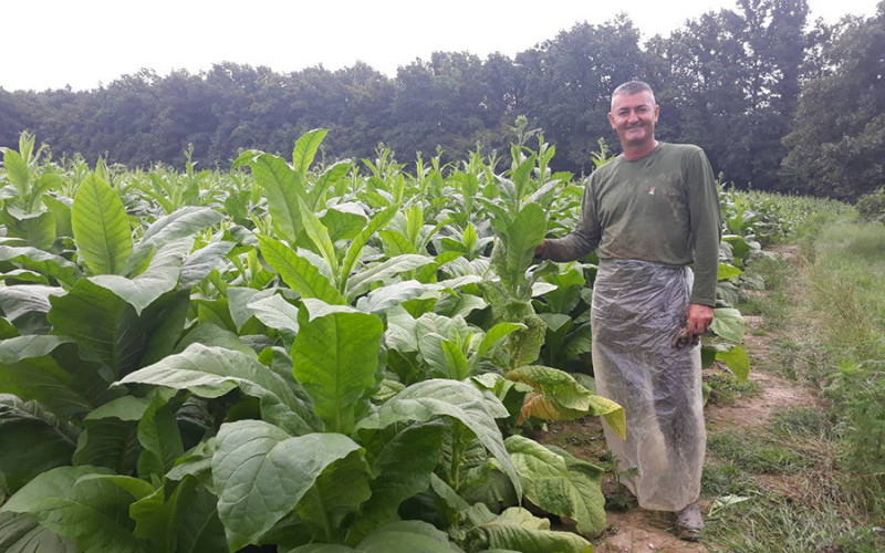 Semberija: Duvanari očekuju dobru zaradu