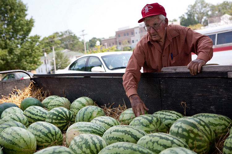 Domaći proizvođači niskim cijenama potiskuju strane lubenice