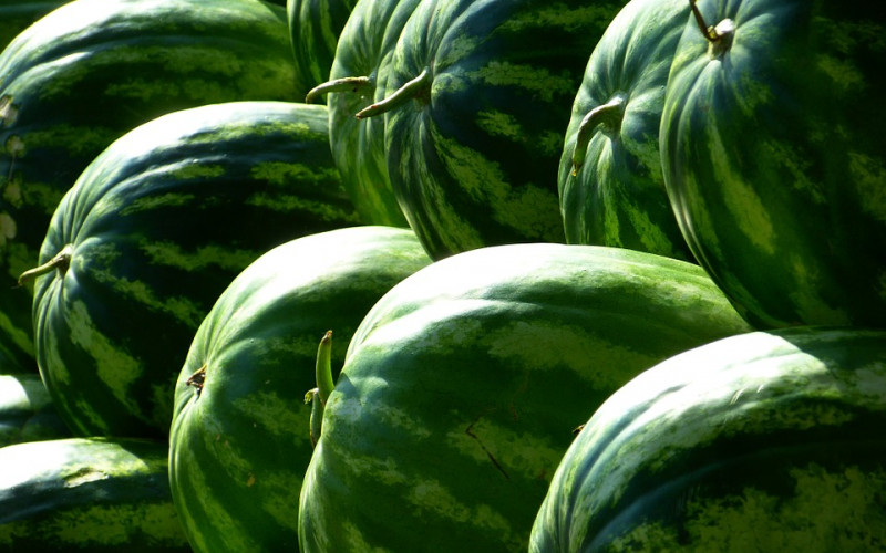 Semberija: Bez očekivane zarade od lubenice