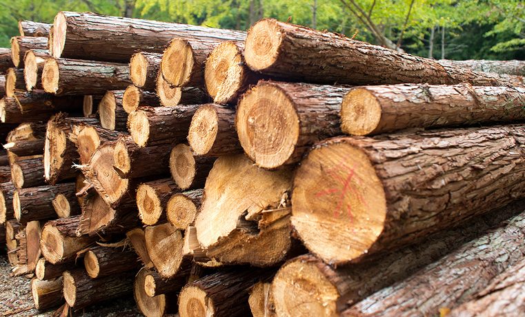 Otkrivena prevara: Fiktivno prijavljivali radnike da bi dobili šumu (FOTO)