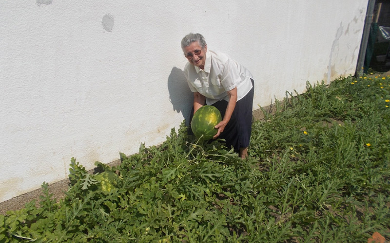 Baka na neobičan način uzgaja ukusno voće