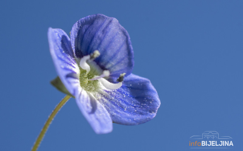 Danas sunčano i natprosječno toplo