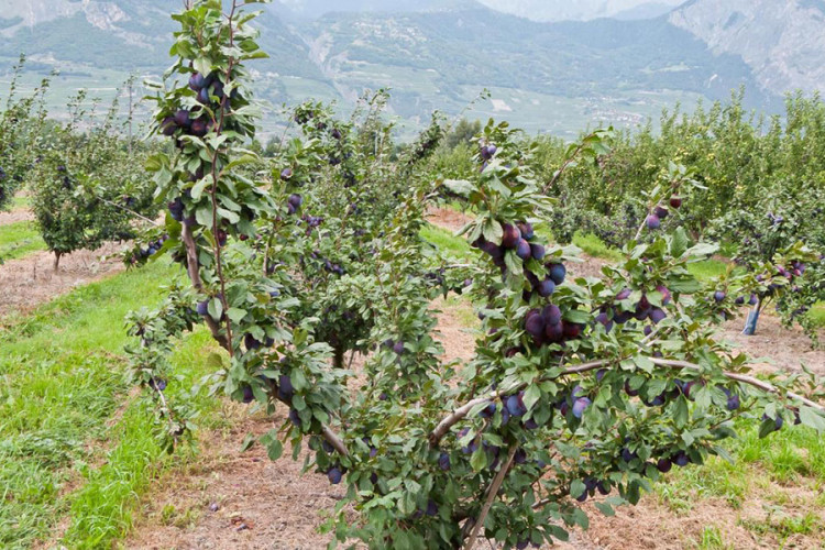Šljive rodile, kvalitet loš