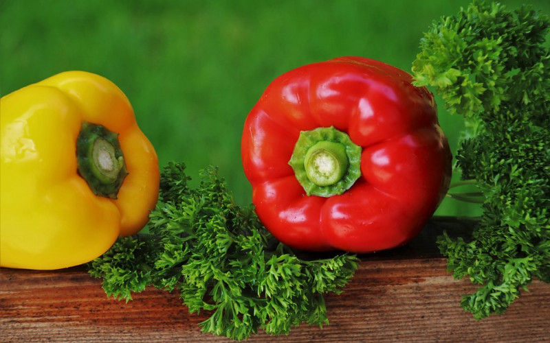 Siguran posao za semberske poljoprivrednike - proizvodnja crvene paprike