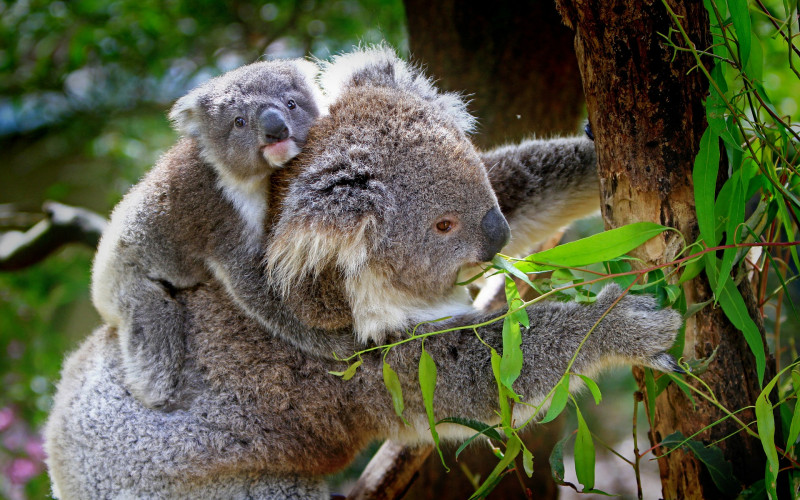 Naučnici: Koale bi u Australiji mogle izumrijeti do 2050.