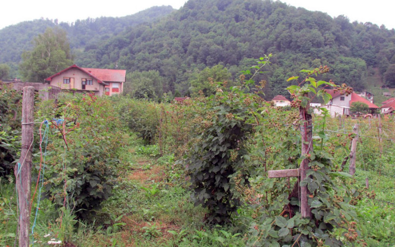 U Srpskoj ove godine uništeno 500.000 sadnica malina