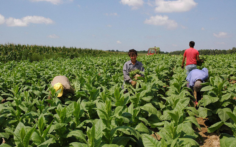 Završetak berbe duvana prije roka