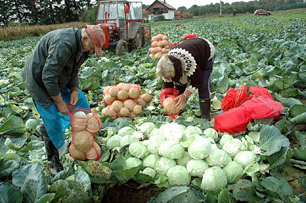 Semberski poljoprivredni prerađivači ispunili plan proizvodnje