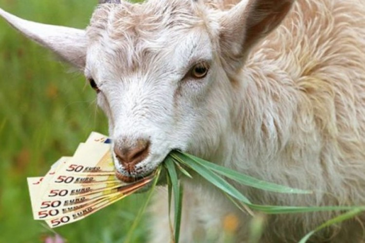 Koza u Aranđelovcu pojela 20.000 evra