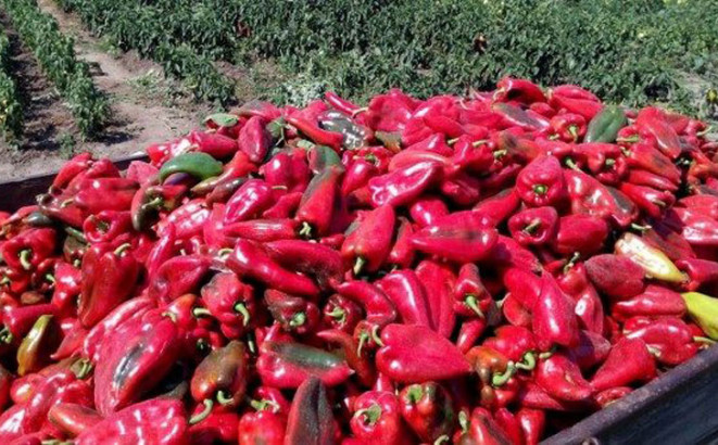 Sembercima zarada, “Savi” domaća paprika
