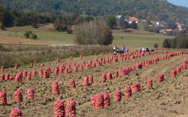 Rogatičani proizveli 5.333 tone krompira