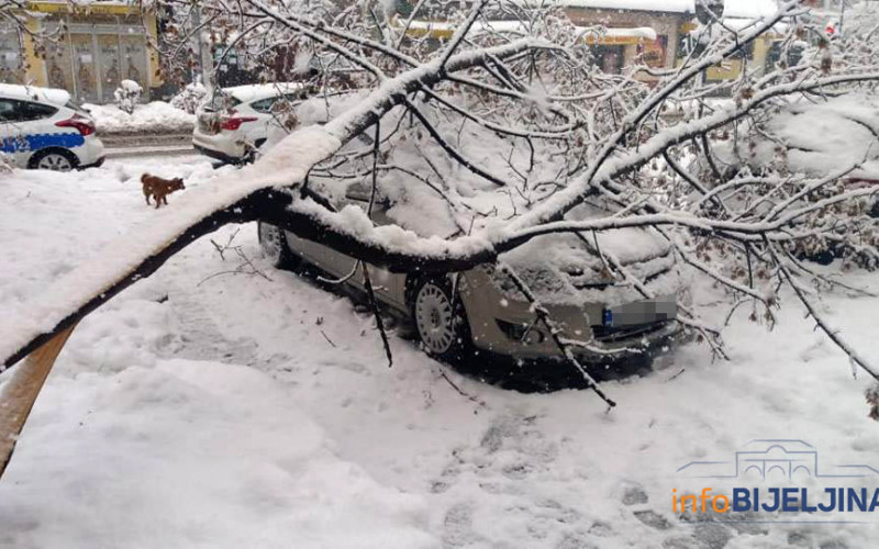 Drvo palo na parkirana vozila u centru Bijeljine