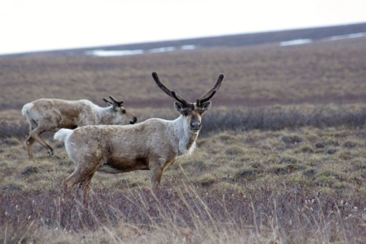 Klimatske promjene ubijaju irvase