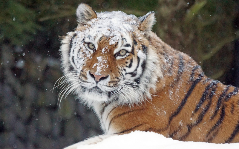 Sibirski tigar – zaštićena vrsta ili unosan posao?