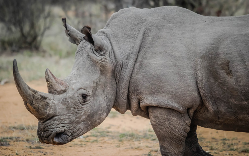 Pronađeni rogovi nosoroga vredni 1,7 miliona dolara