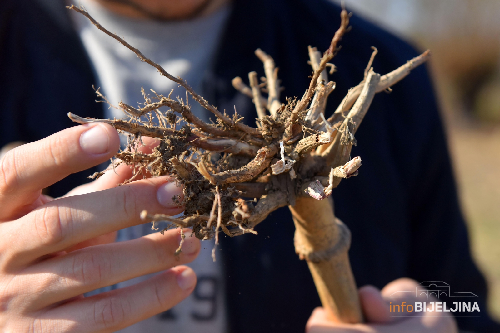 U Srpskoj registrovano 40.630 gazdinstava, lakše mogu do podsticaja