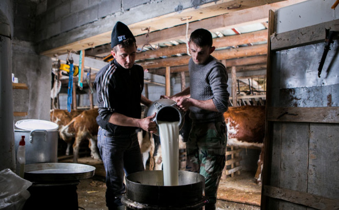 Mljekarima manje novca, svinjarima punija kasa