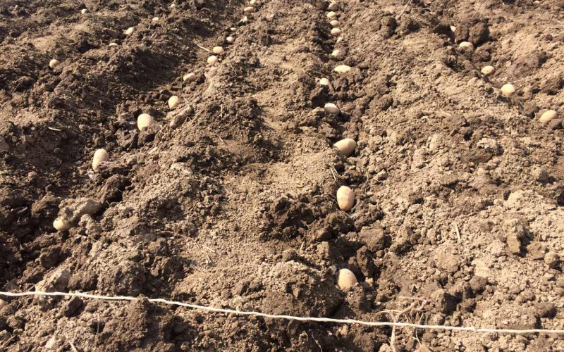 Počela sadnja krompira u Semberiji