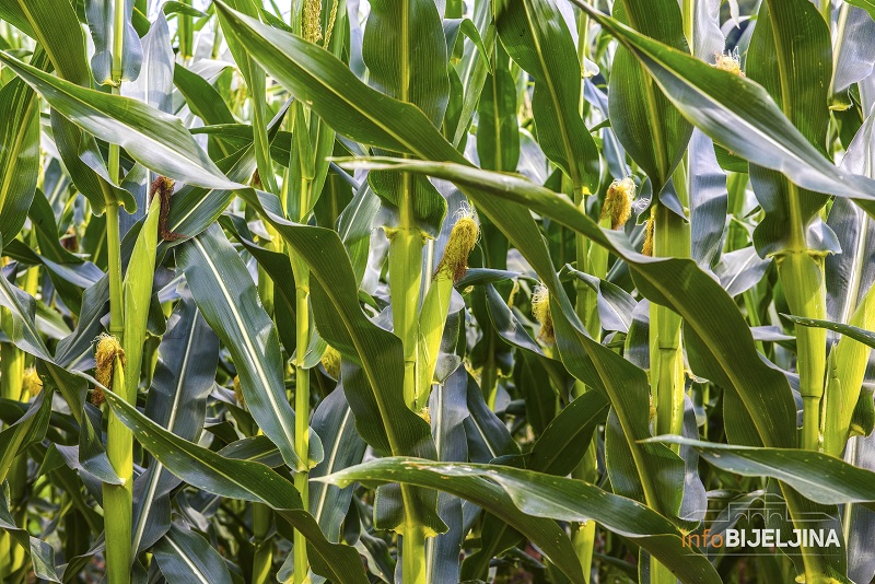 Farmeri preklinju za pomoć: Ovogodišnja suša nema karakter elementarne nepogode