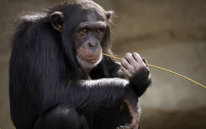 Majmuni postaju pametniji sa ljudskim genima