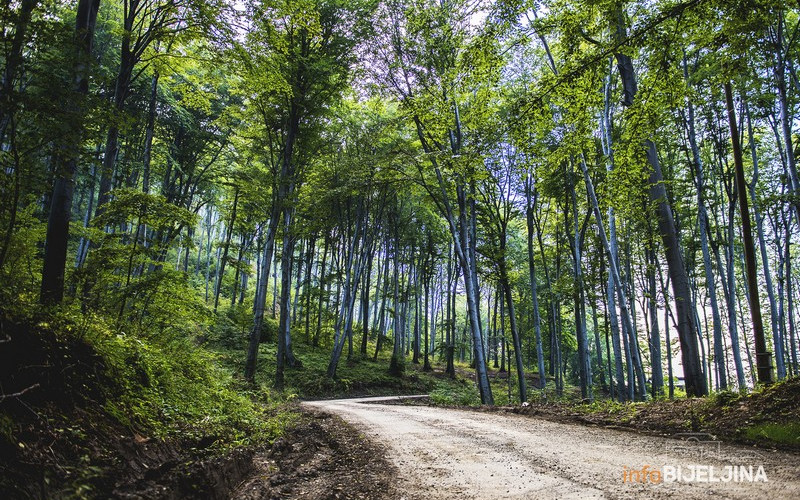 Deset firmi iz Bijeljine na “crnoj listi“ Šuma Srpske, biće posla za sudove