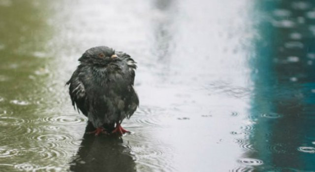 Sutra oblačno sa kišom