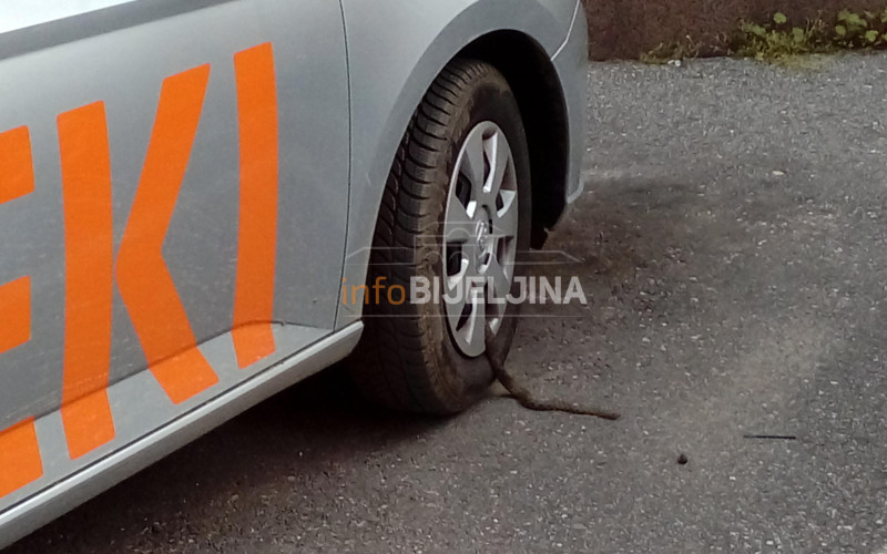 Zmija uznemirila mještane naselja Dašnica /FOTO/