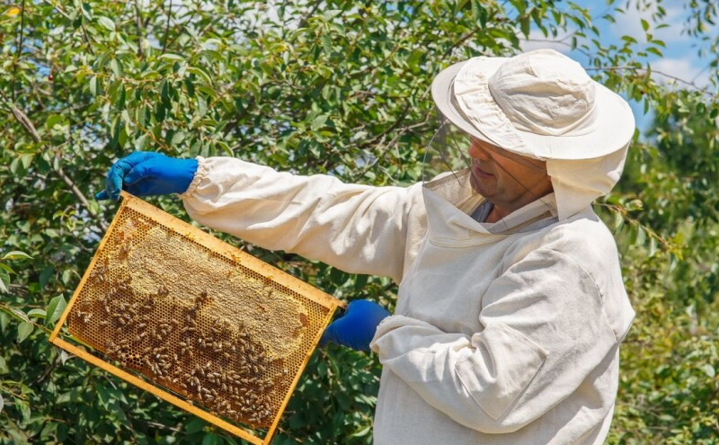 Loše vrijeme ugrozilo pčelarsku proizvodnju : Med sve gorči