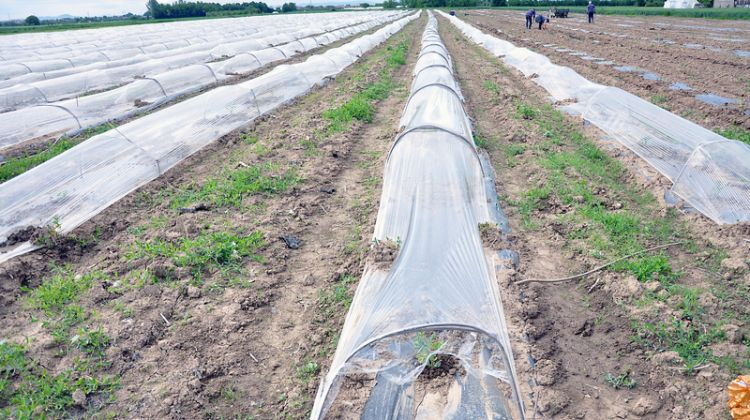 Obilne padavine i hladno vrijeme tokom maja donijeli brigu poljoprivrednicima