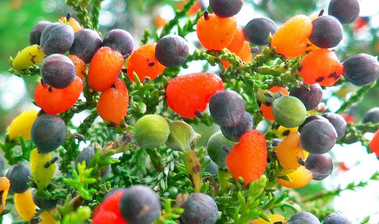 Stablo koje rađa 40 različitih vrsti voća