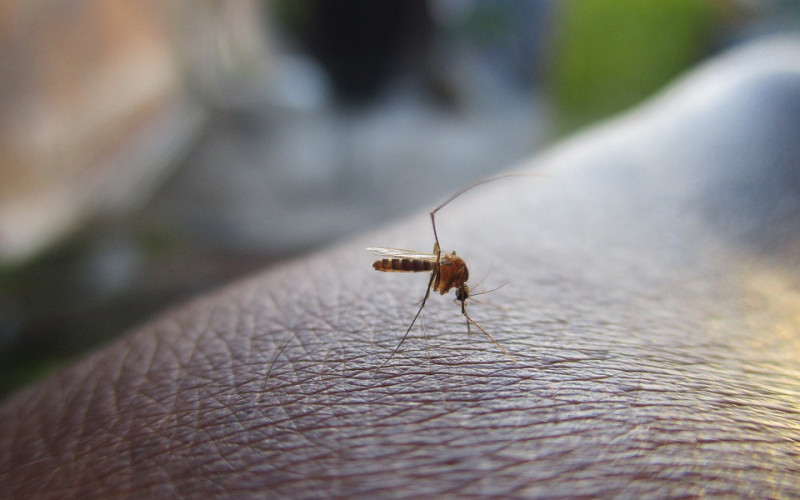 Kako se na prirodan način odbraniti od komaraca?