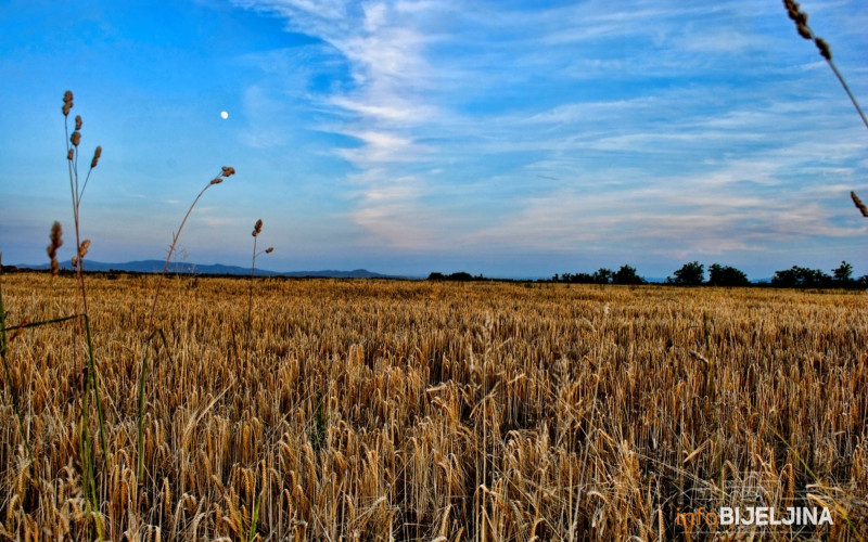 Pedeset sorti pšenice predstavljeno na Danu polja strnih žita