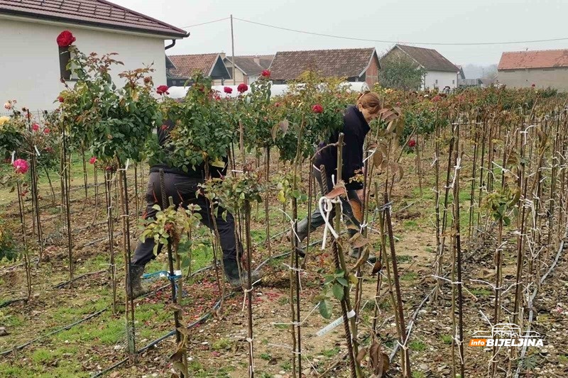 Draža im Semberija od Švedske: Sa 3,5 dunuma pod cvijećem dobiju kao sa 20 pod povrćem (FOTO)