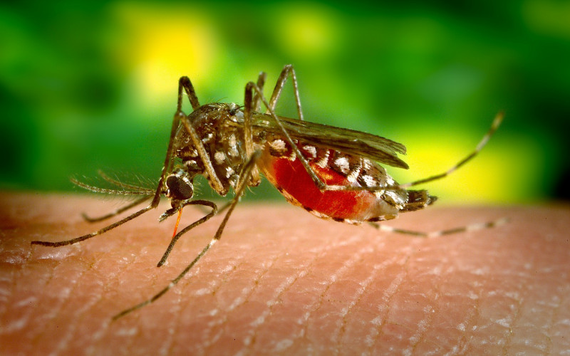 Zvuk koji kvari ljetnje večeri: Zbog čega komarci zuje?