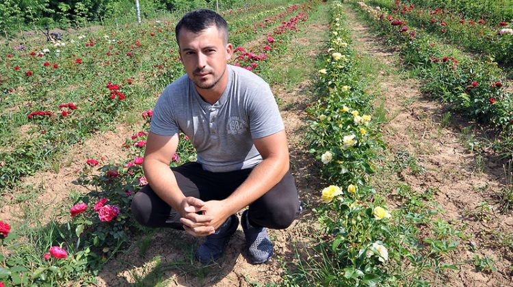 Cvjetko Josipović, uzgajivač ruža iz Peljava